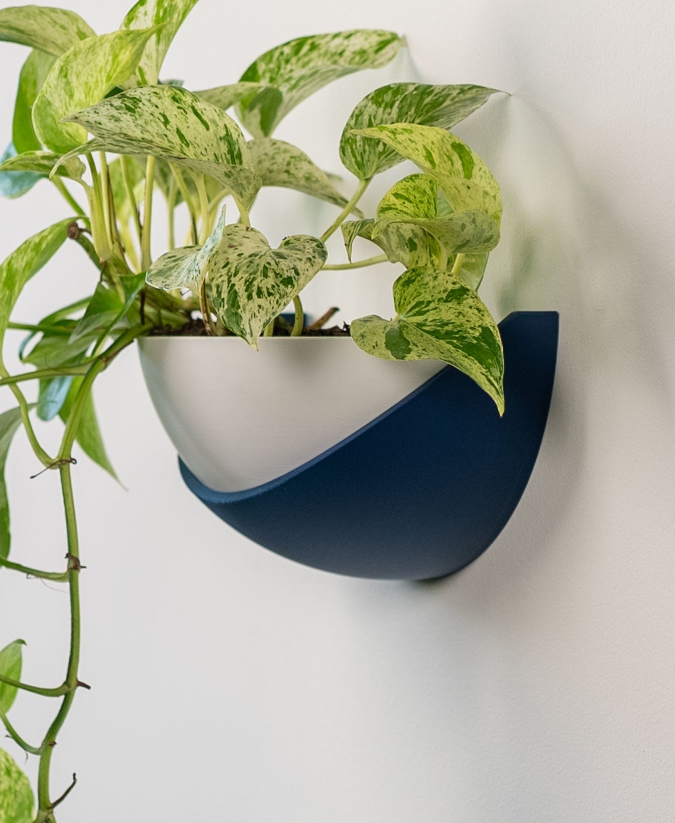 Half Dome Wall Planter with Removable Pot