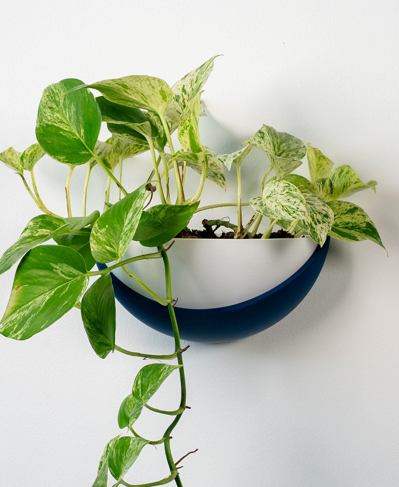 Half Dome Wall Planter with Removable Pot