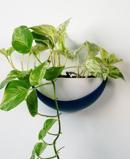 Half Dome Wall Planter with Removable Pot