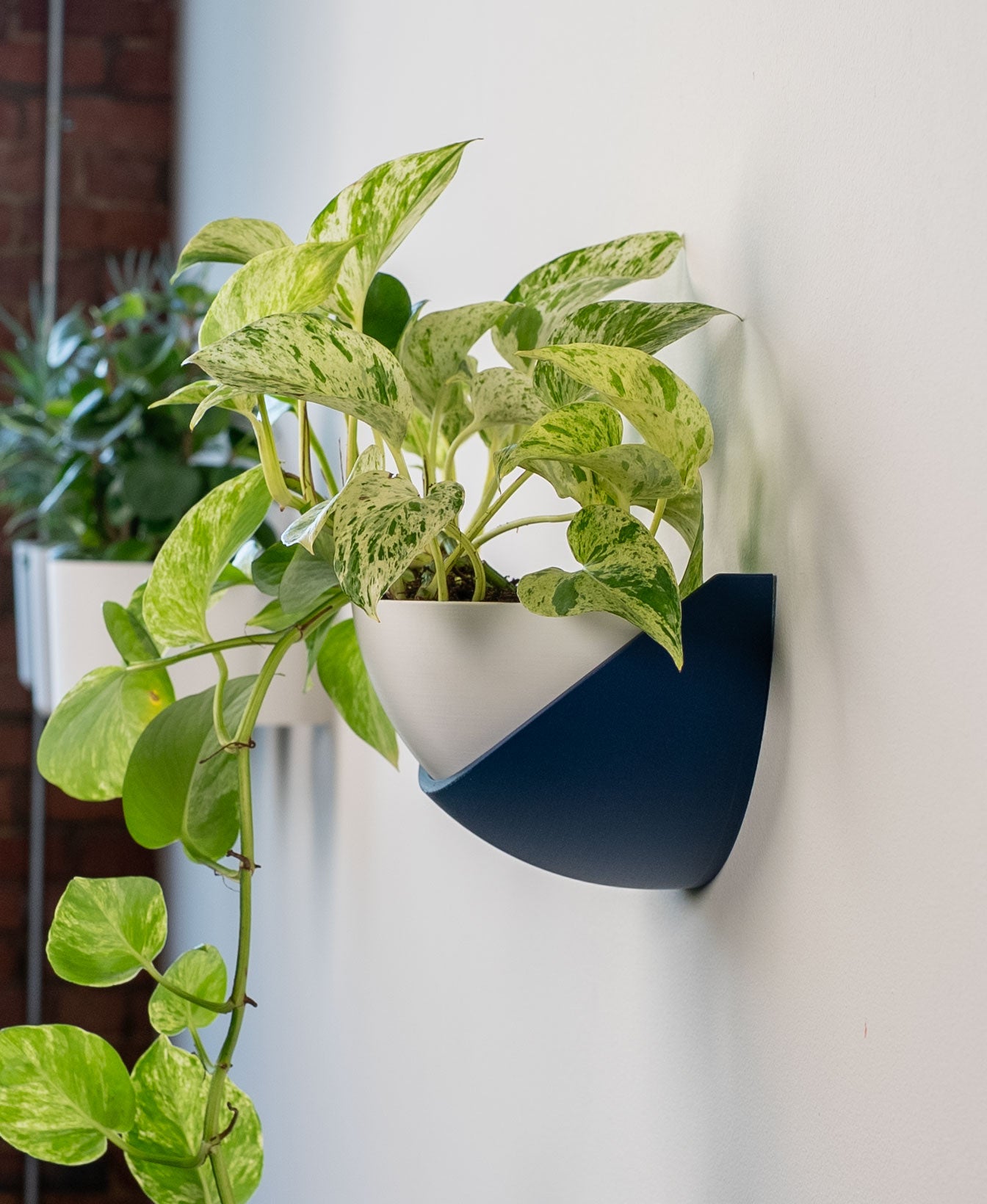 Half Dome Wall Planter with Removable Pot