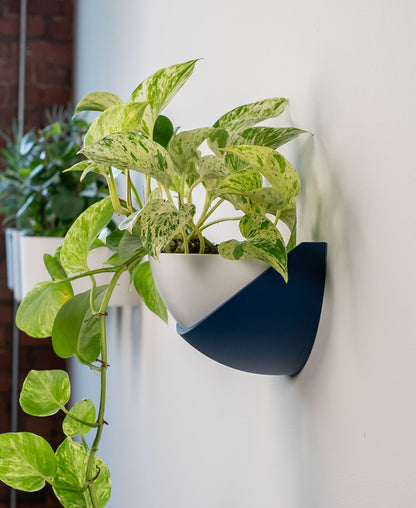 Half Dome Wall Planter with Removable Pot