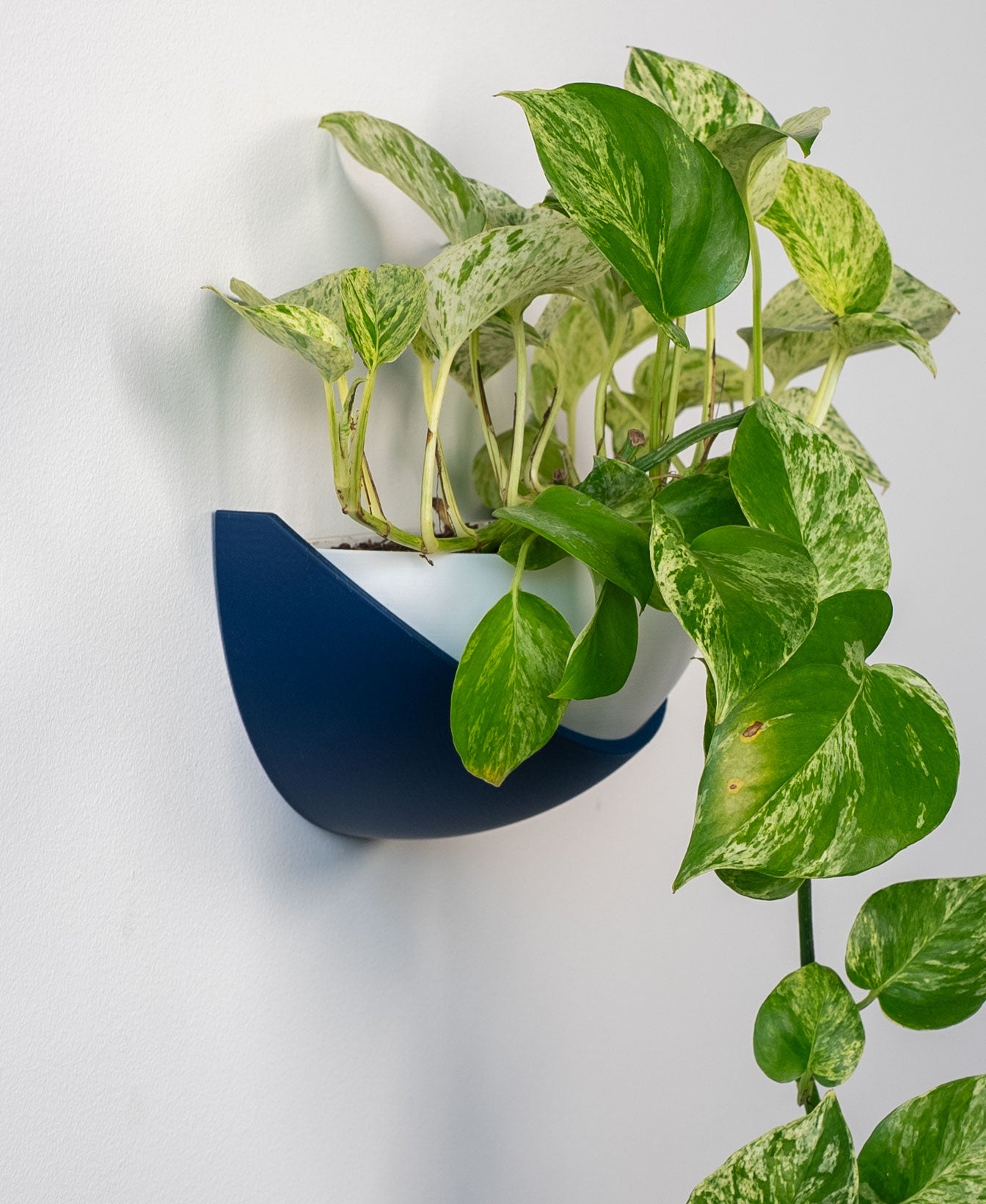Half Dome Wall Planter with Removable Pot